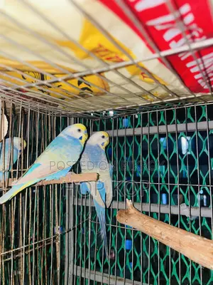 Rainbow Budgie