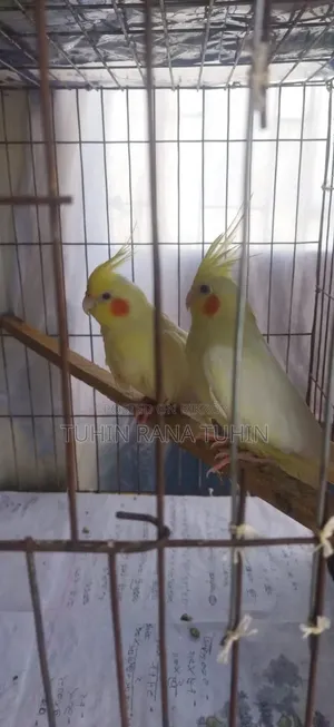 পাখি বিক্রি