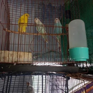 পাখি বিক্রি
