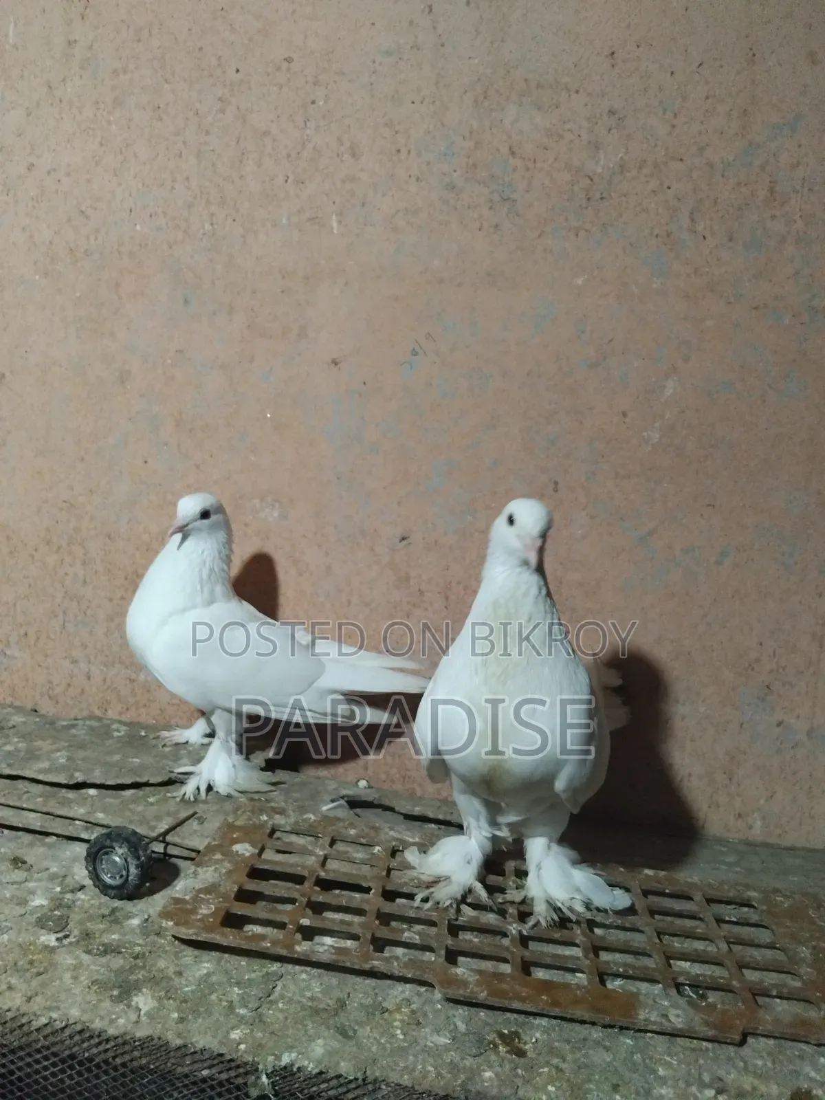 পেশাওয়ার রানিং জোড়া