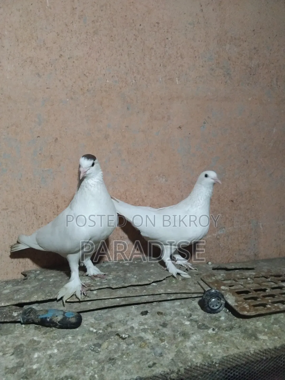 পেশাওয়ার রানিং জোড়া