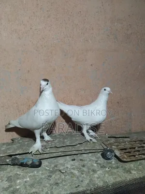 পেশাওয়ার রানিং জোড়া