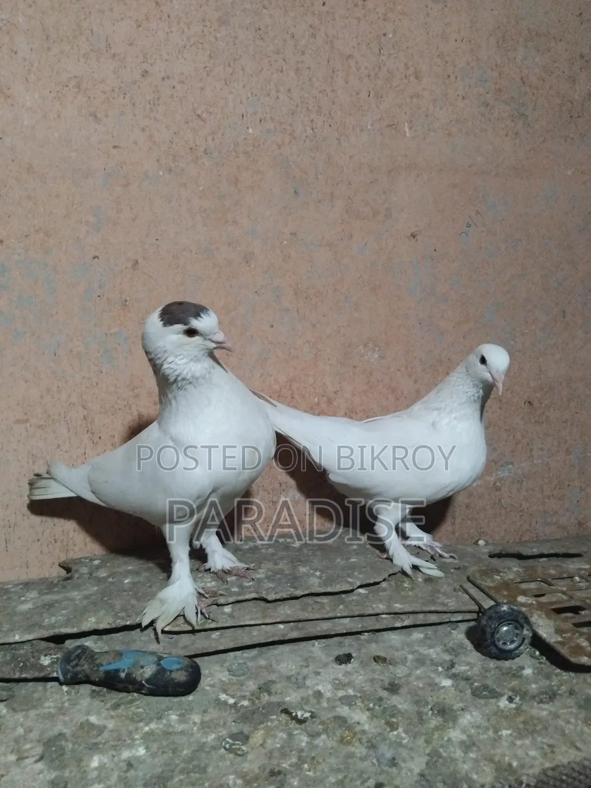 পেশাওয়ার রানিং জোড়া