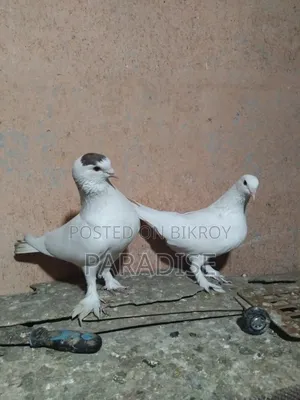 পেশাওয়ার রানিং জোড়া