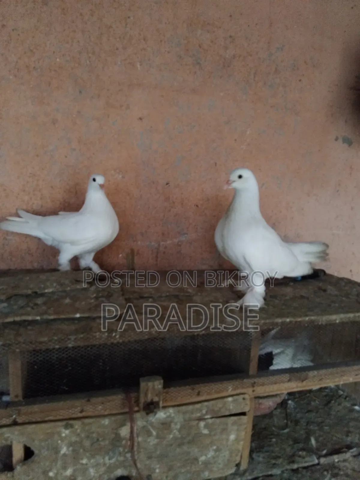 পেশাওয়ার রানিং জোড়া