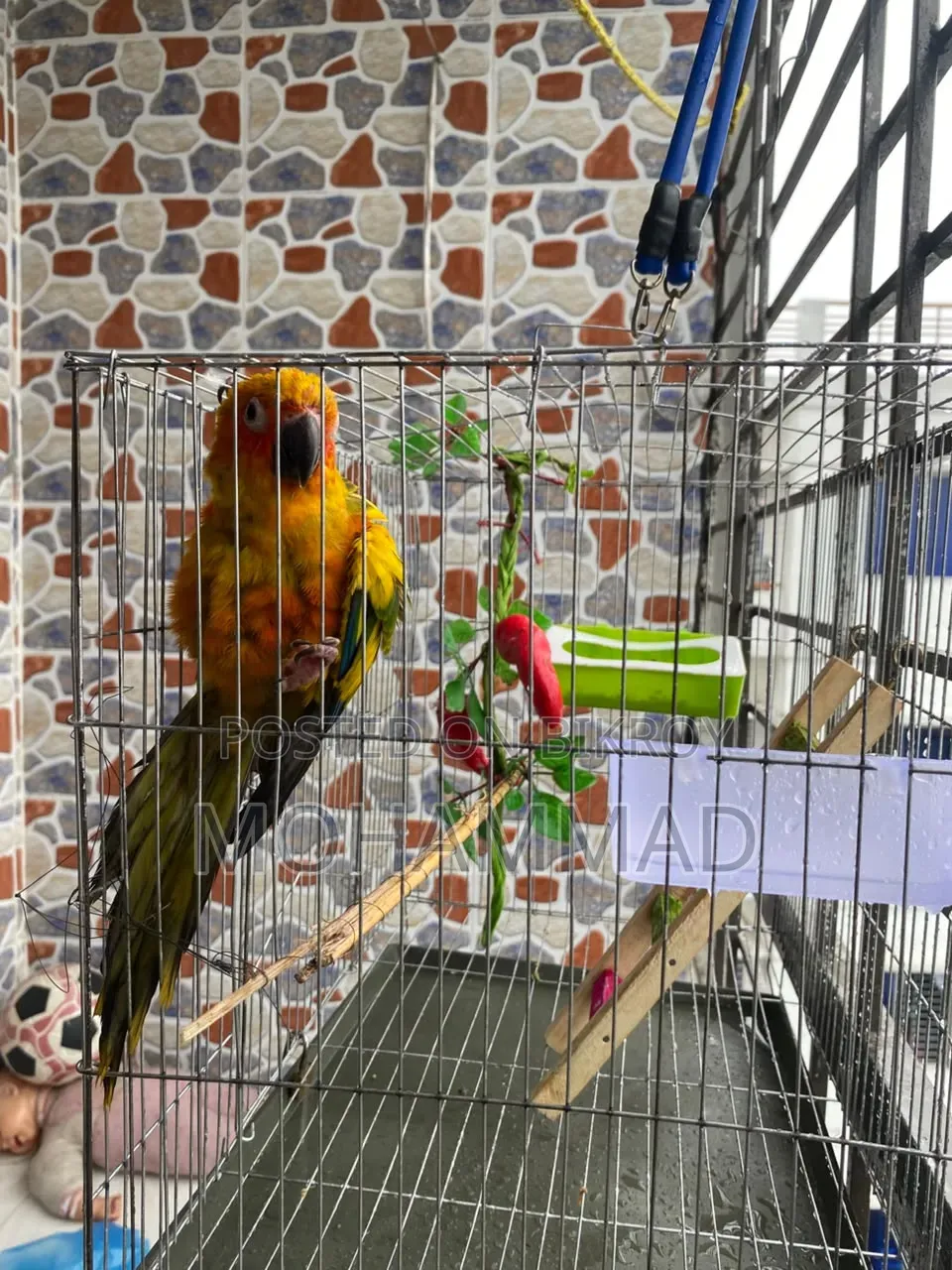 Sun Conure for Sell