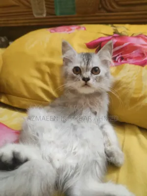 1-3 Months Male Purebred Persian