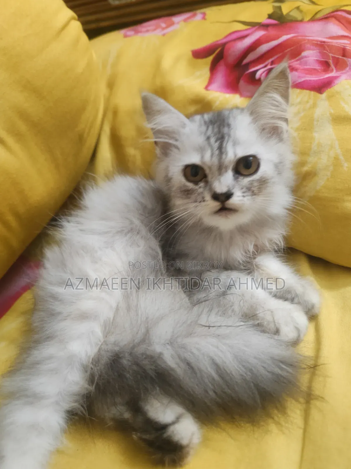 1-3 Months Male Purebred Persian