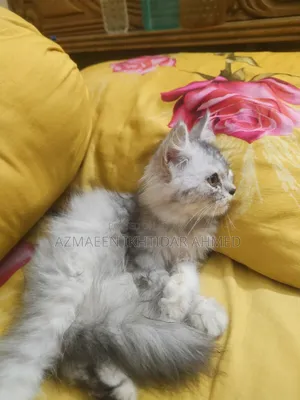 1-3 Months Male Purebred Persian