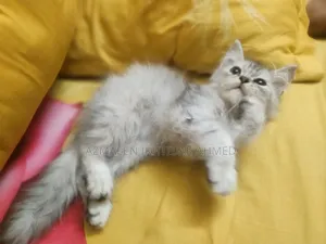 1-3 Months Male Purebred Persian