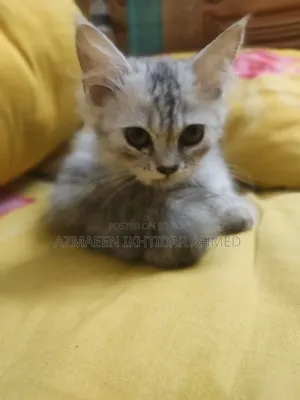 1-3 Months Male Purebred Persian