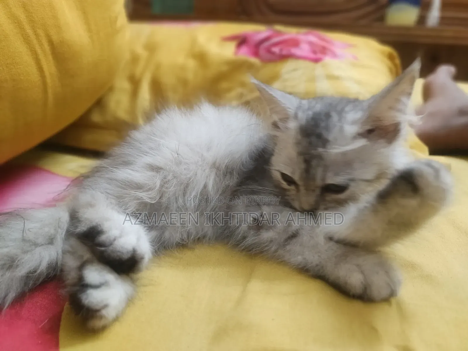 1-3 Months Male Purebred Persian