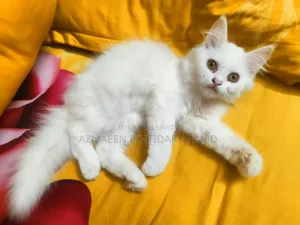 1-3 Months Male Purebred Persian