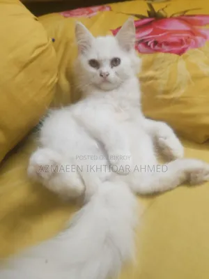 1-3 Months Male Purebred Persian