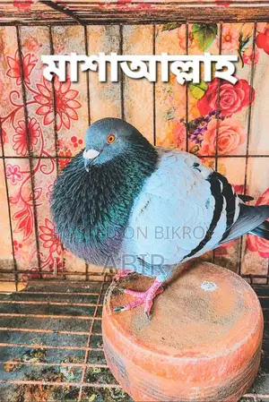 Gorgoriyo Male Pigeon