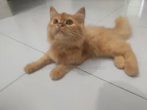 1-3 Months Male Purebred Persian