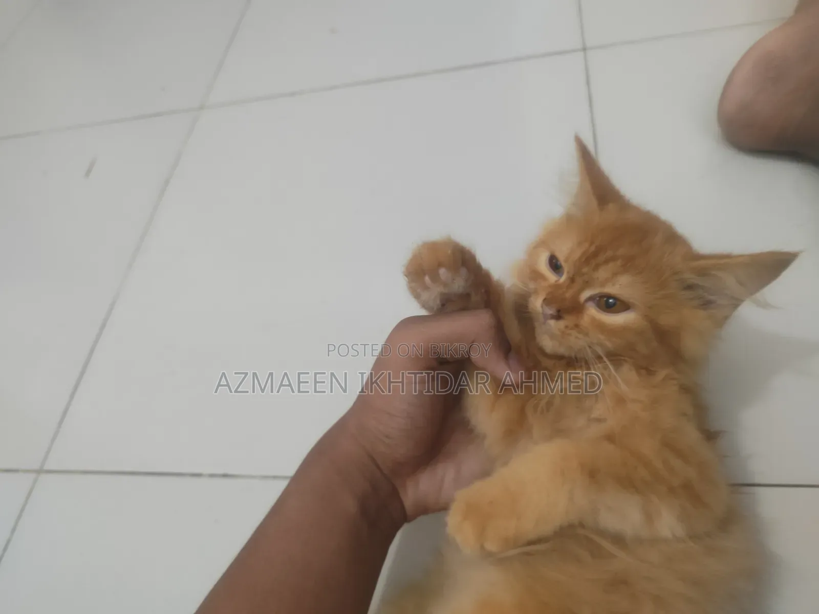 1-3 Months Male Purebred Persian