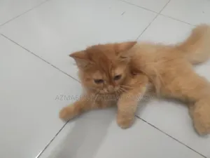 1-3 Months Male Purebred Persian