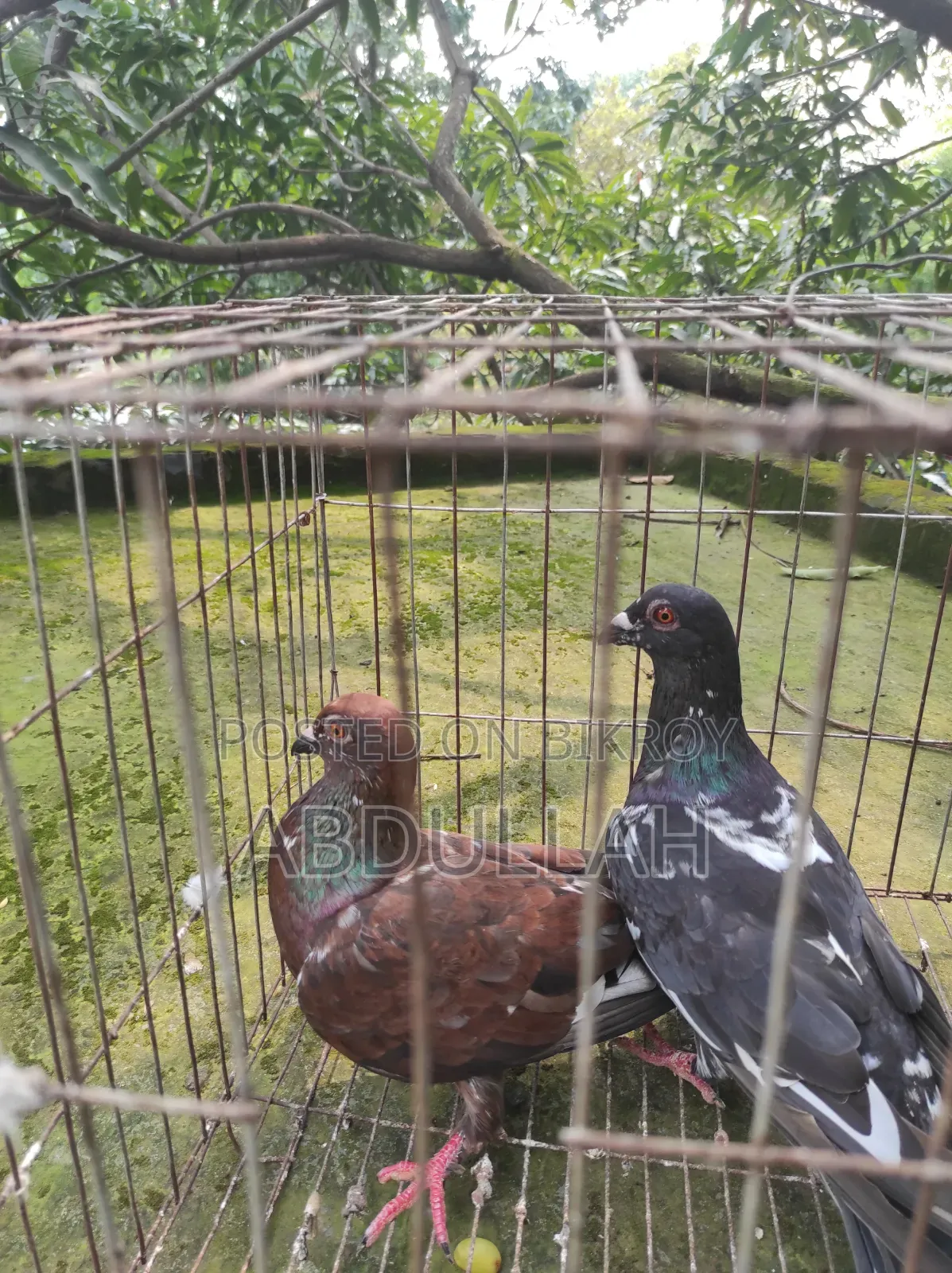 Selling some pigeons