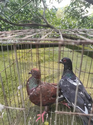 Selling some pigeons