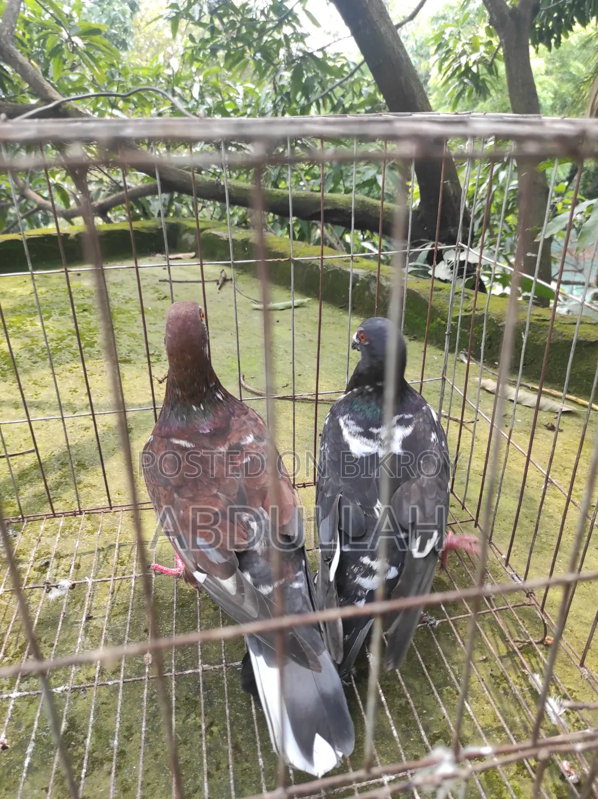 Selling some pigeons