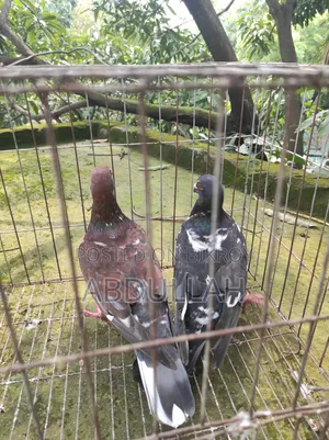 Selling some pigeons