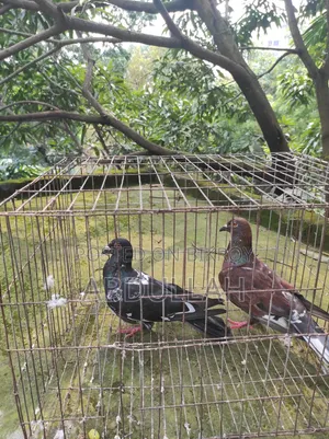 Selling some pigeons