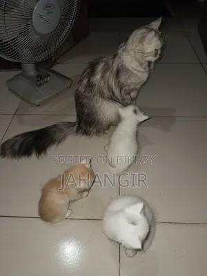 ১-৩ মাস বয়সী পুরুষ বিশুদ্ধ পার্সিয়ান বিড়াল