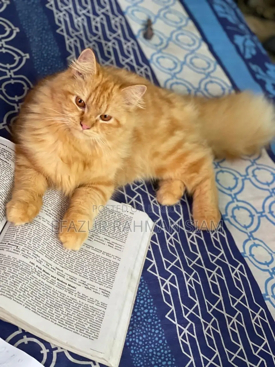 6-12 months Female Purebred Persian Cat