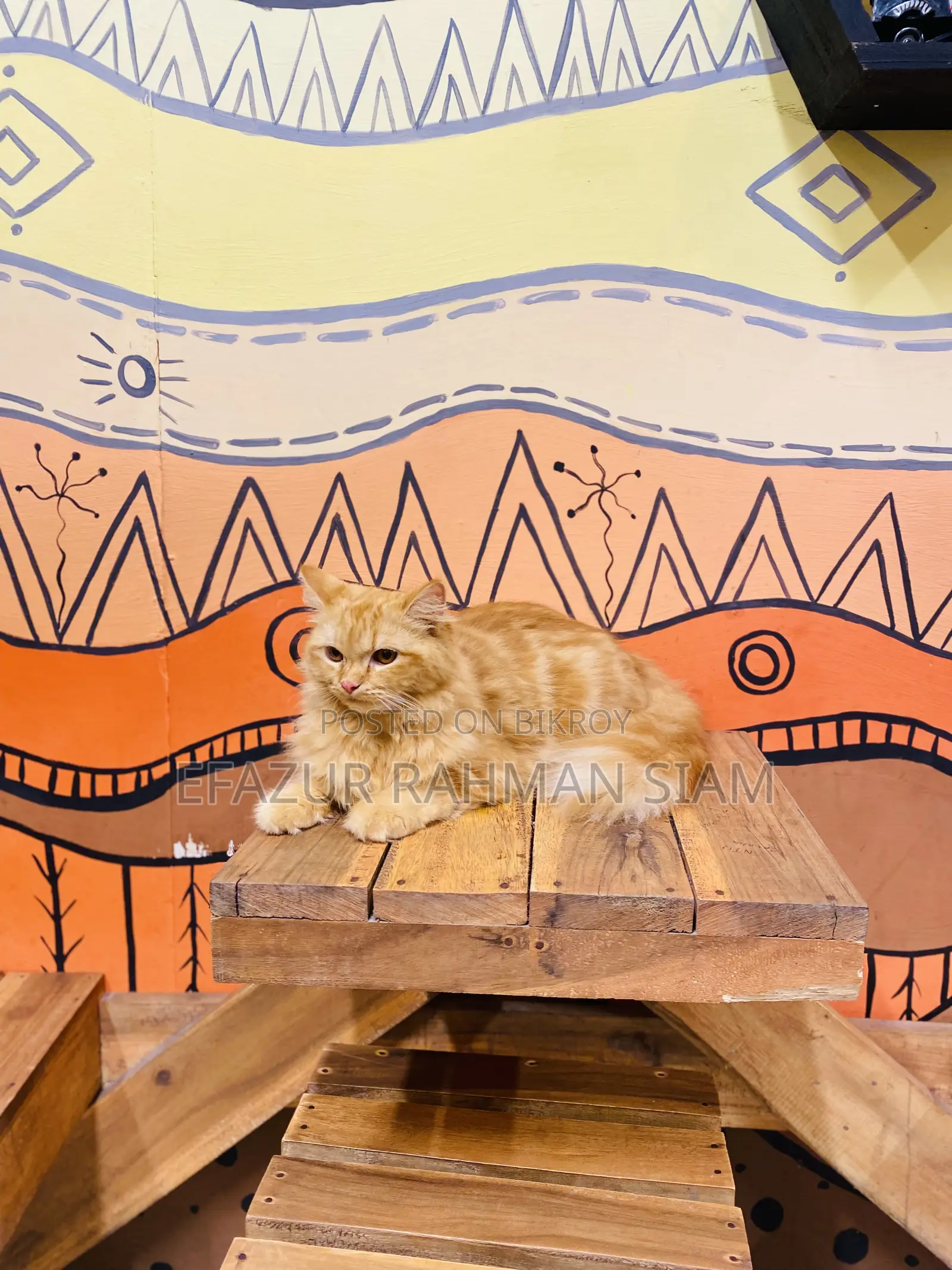 6-12 months Female Purebred Persian Cat