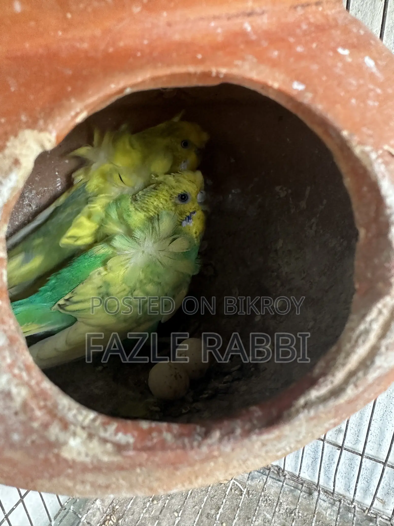 রানিং জেপি