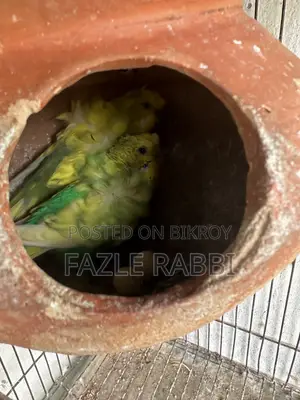 রানিং জেপি