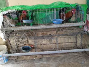 Layer chicken cage for sale. 2-story, 6-compartment.