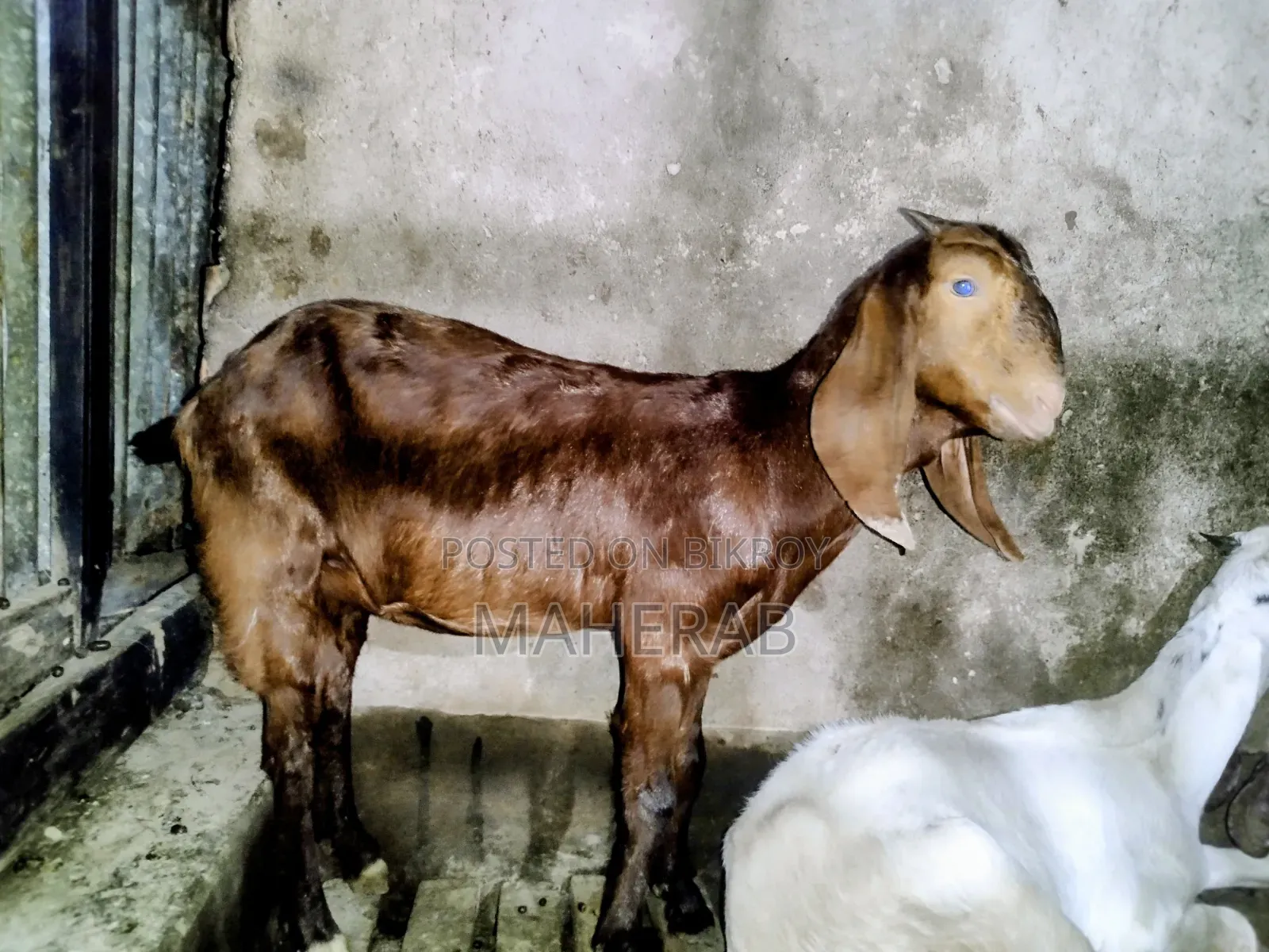 Shiri Goat Kid
