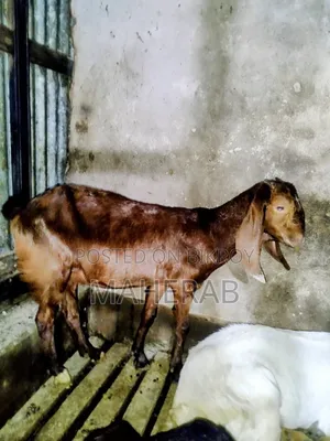 Shiri Goat Kid