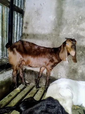 Shiri Goat Kid