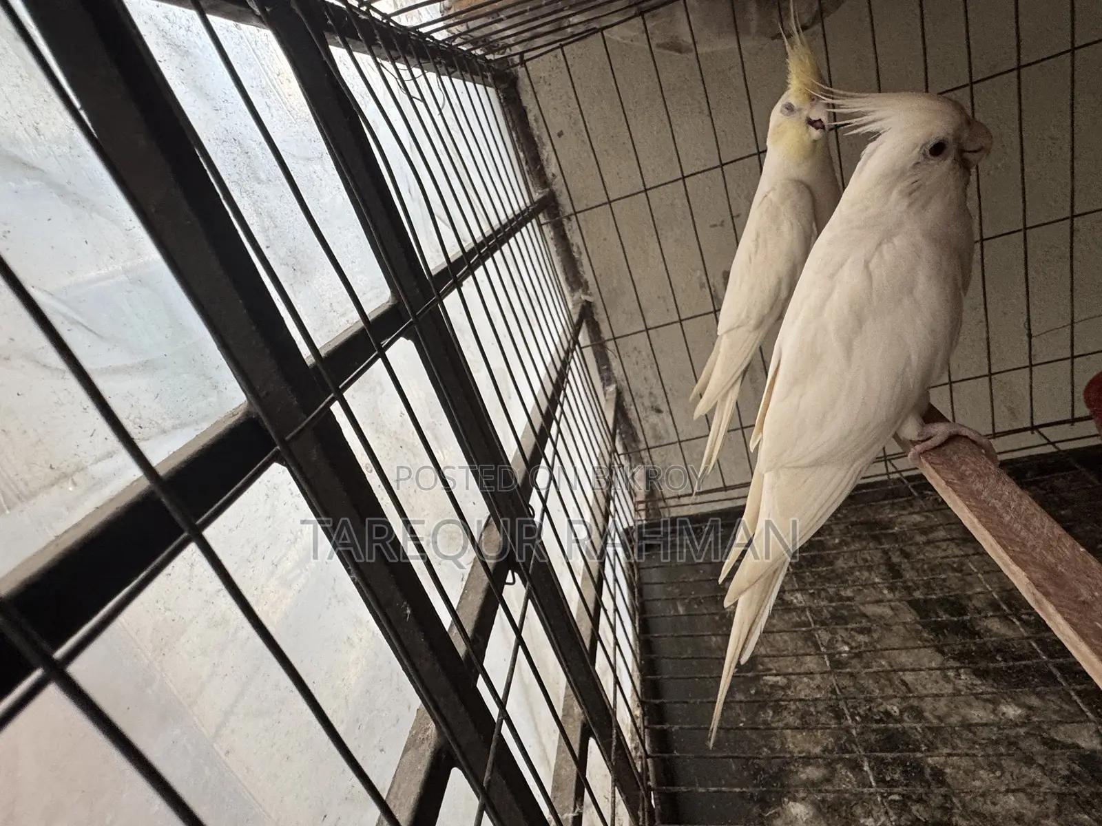 Running pair of Albino Cockatiels