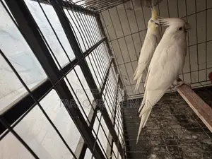 Running pair of Albino Cockatiels