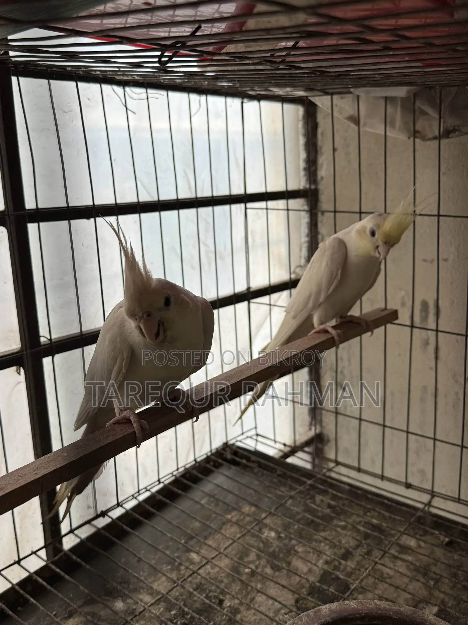 Running pair of Albino Cockatiels