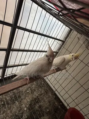 Running pair of Albino Cockatiels