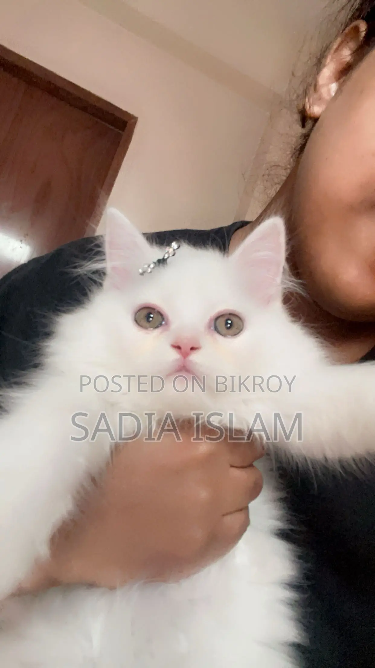 1-3 Months Female Purebred Persian