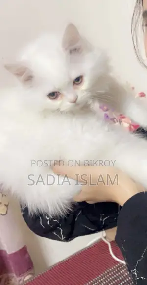 1-3 Months Female Purebred Persian