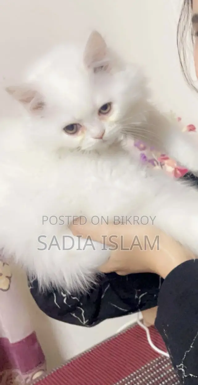 1-3 Months Female Purebred Persian