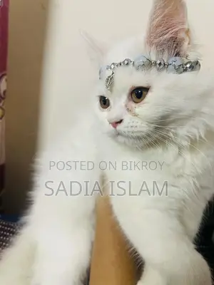 1-3 Months Female Purebred Persian