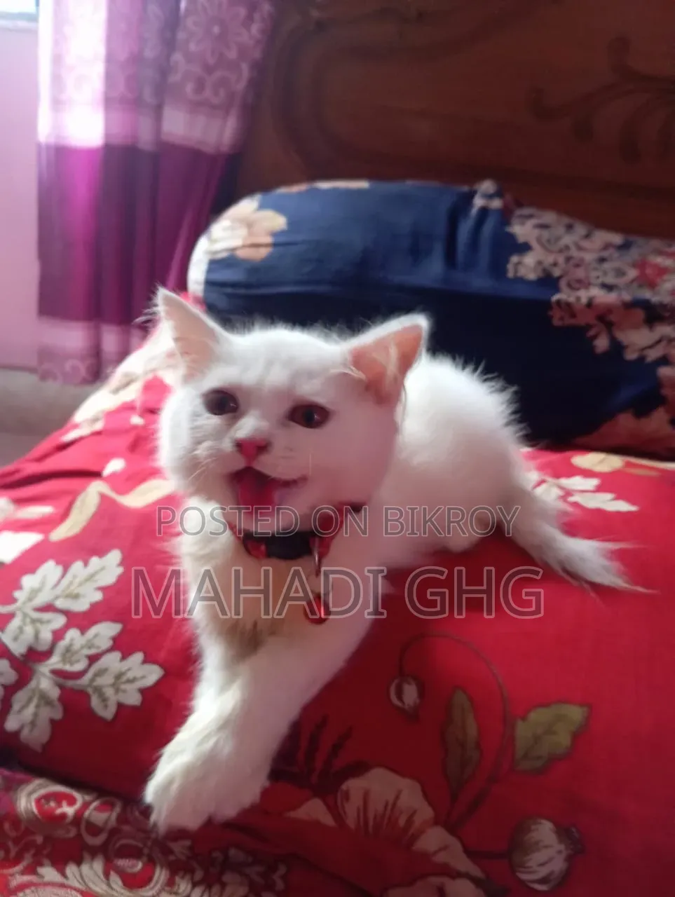 3-6 Months Female Purebred Exotic