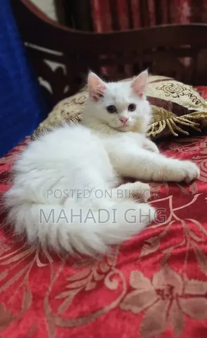 3-6 Months Female Purebred Exotic