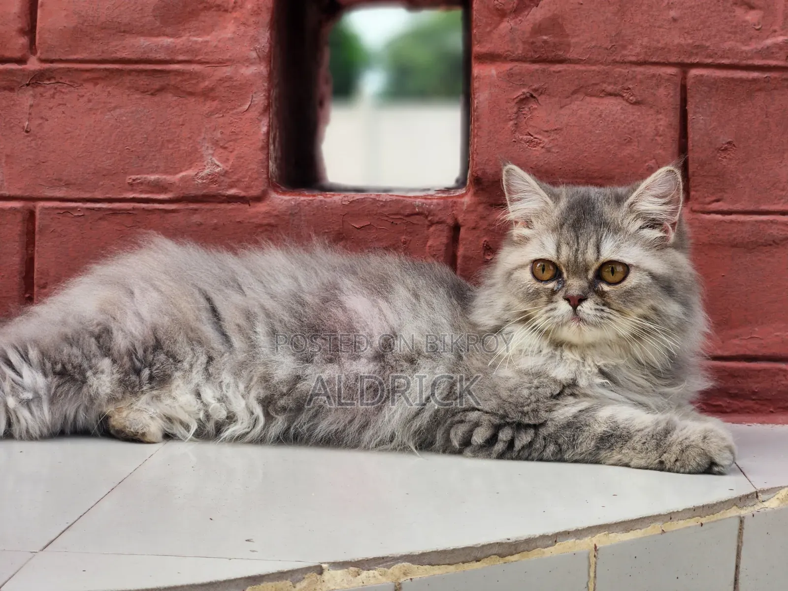 3-6 Months Female Purebred Persian