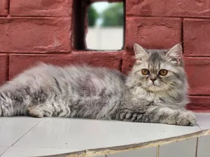 3-6 Months Female Purebred Persian