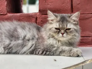 3-6 Months Female Purebred Persian