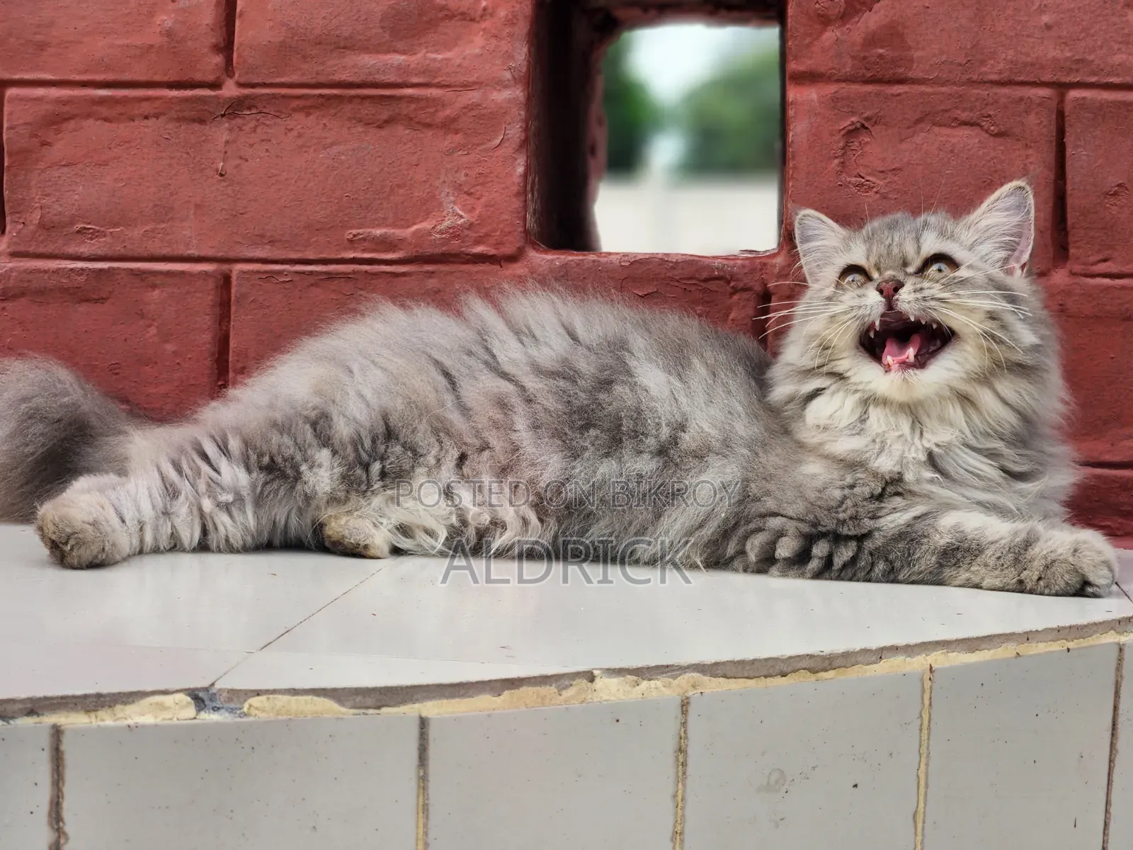 3-6 Months Female Purebred Persian